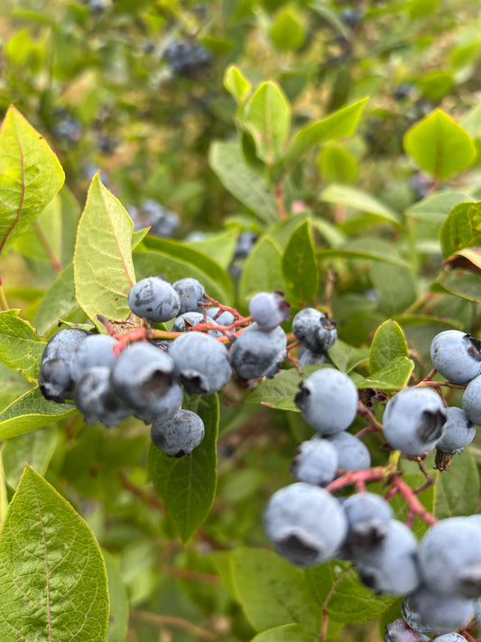 Blueberry PYO Saturday 1st August, open 10-1pm. Family entry ticket.